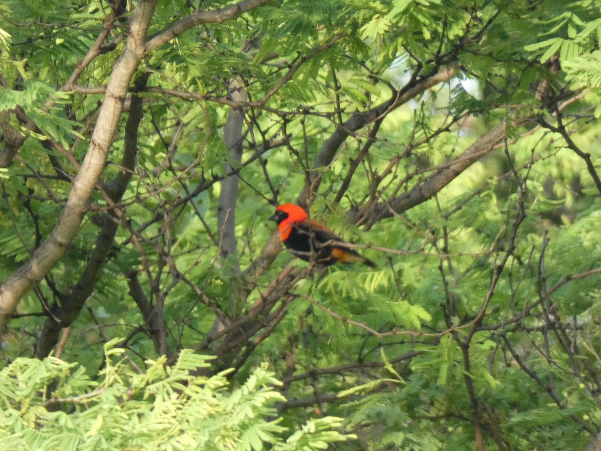 Black-winged Bishop - ML620026099