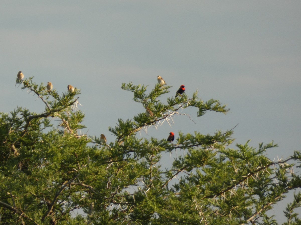 Black-winged Bishop - ML620026100