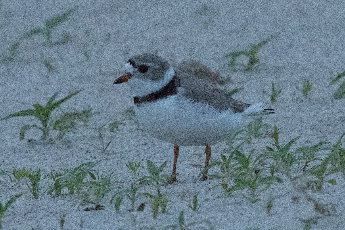 Piping Plover - ML620026103