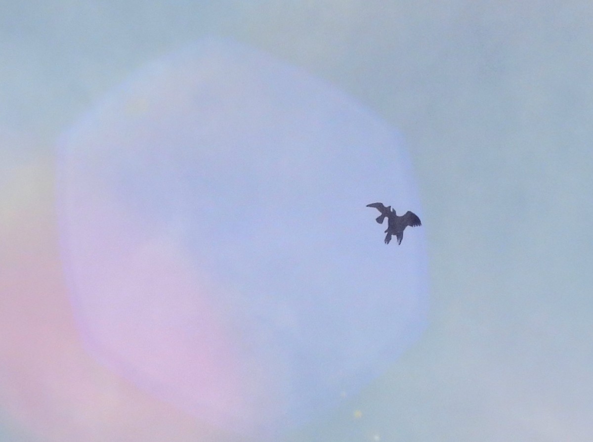 Peregrine Falcon - ML620026111