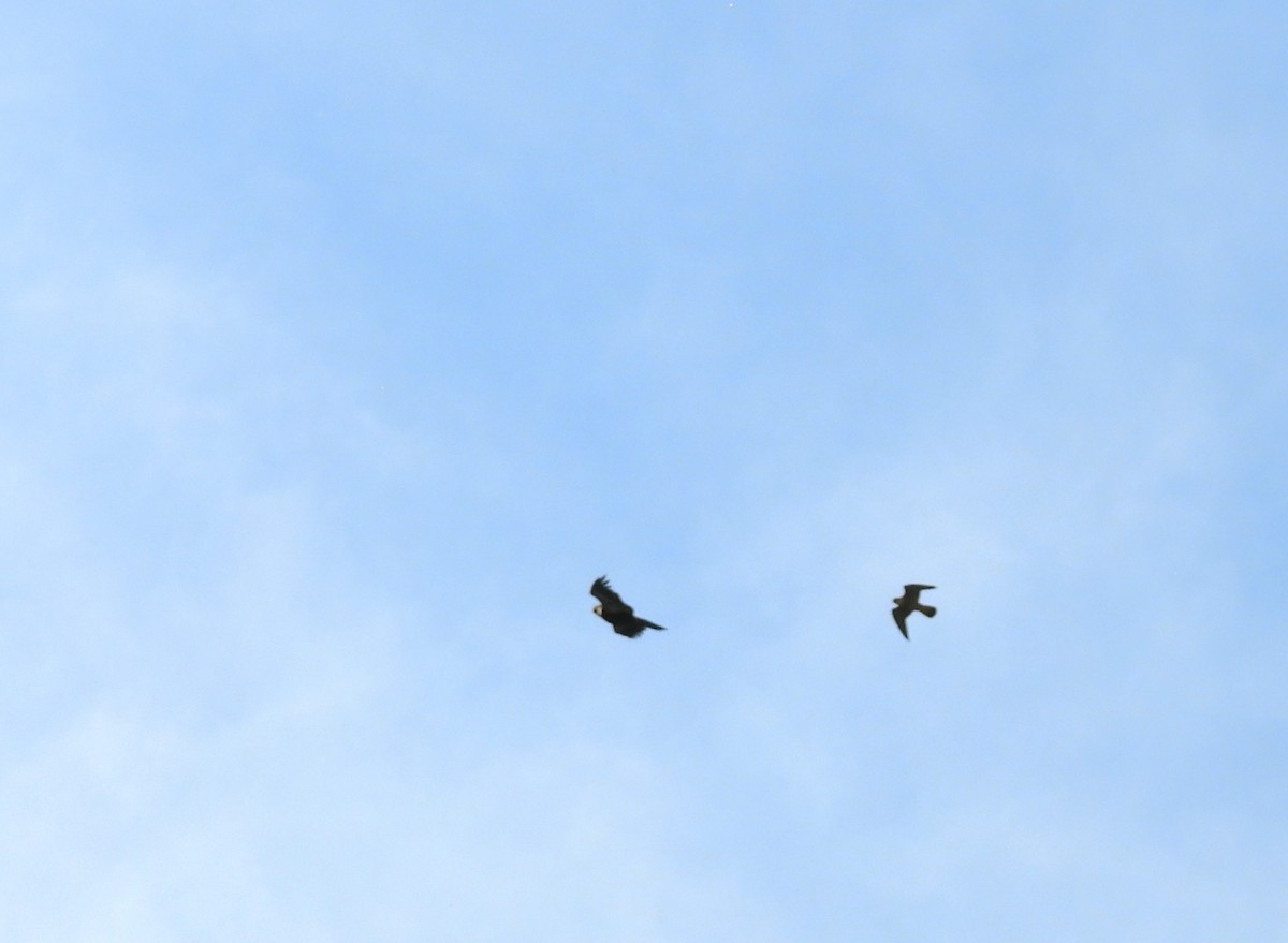 Peregrine Falcon - ML620026117