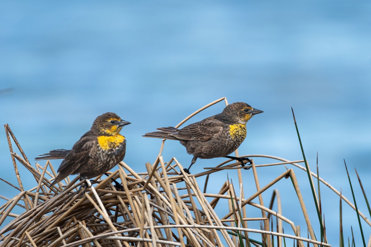 Yellow-headed Blackbird - ML620026123