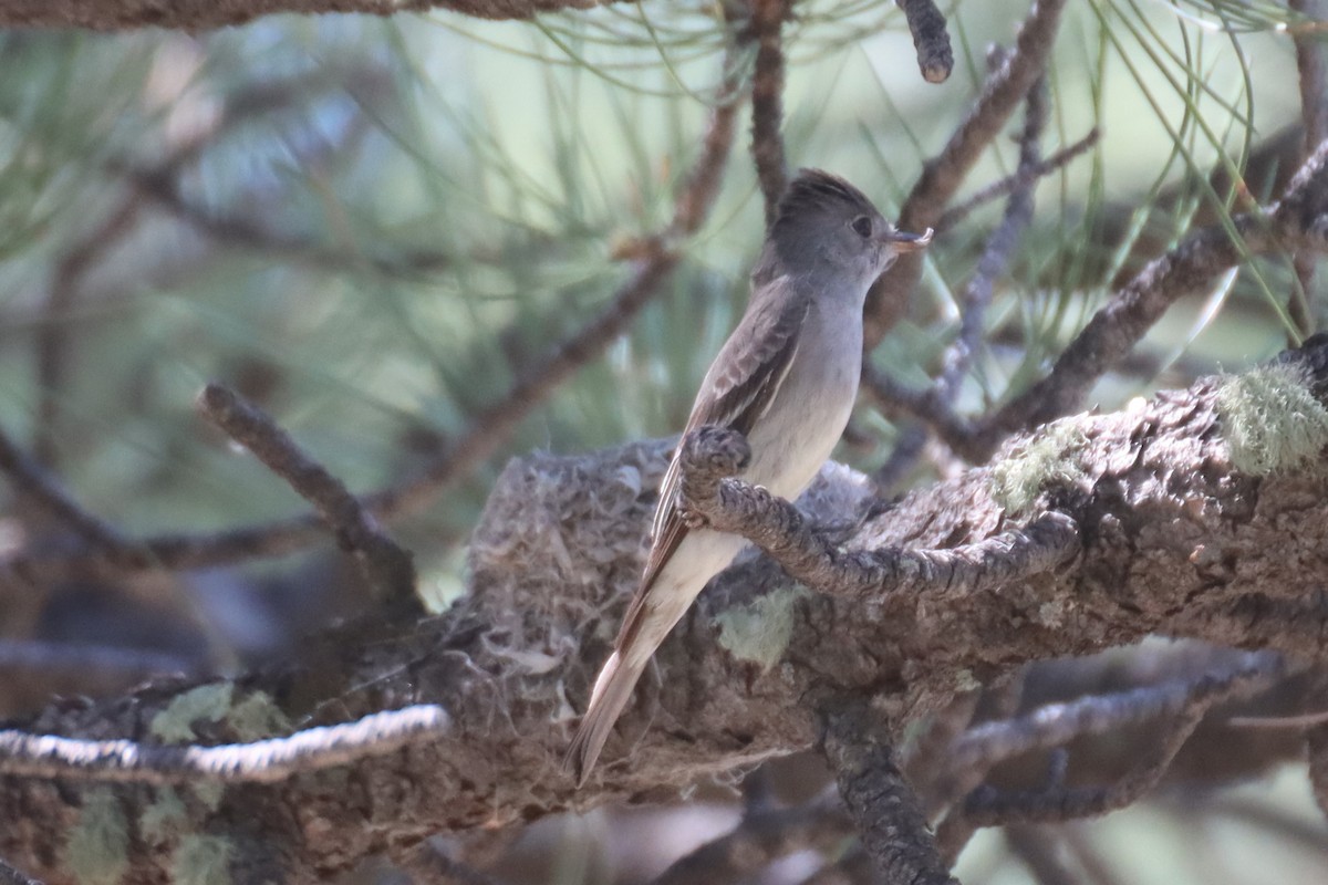 Western Wood-Pewee - ML620026131