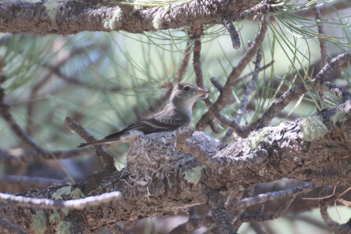 Western Wood-Pewee - ML620026132