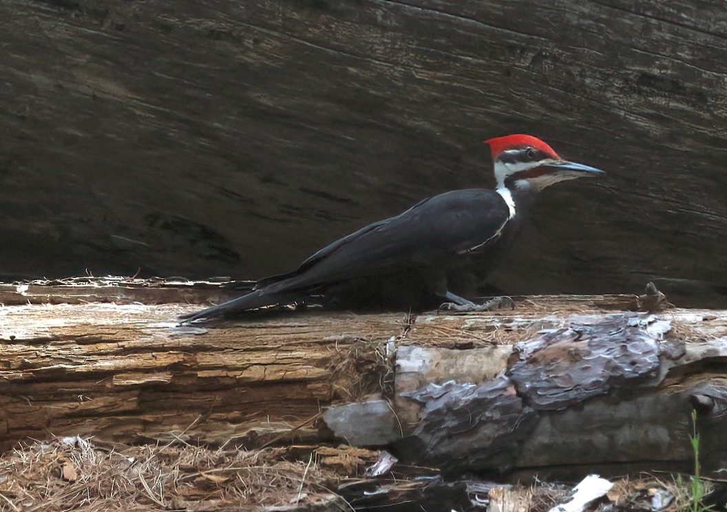 Pileated Woodpecker - ML620026152
