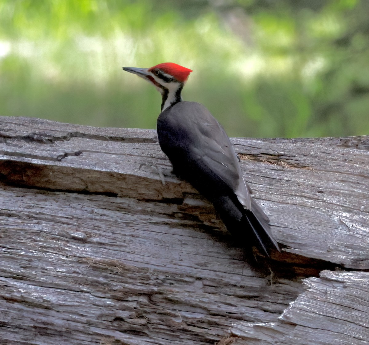 Pileated Woodpecker - ML620026153