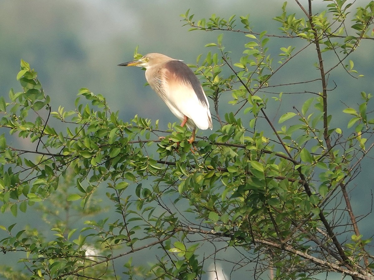 Indian Pond-Heron - ML620026165