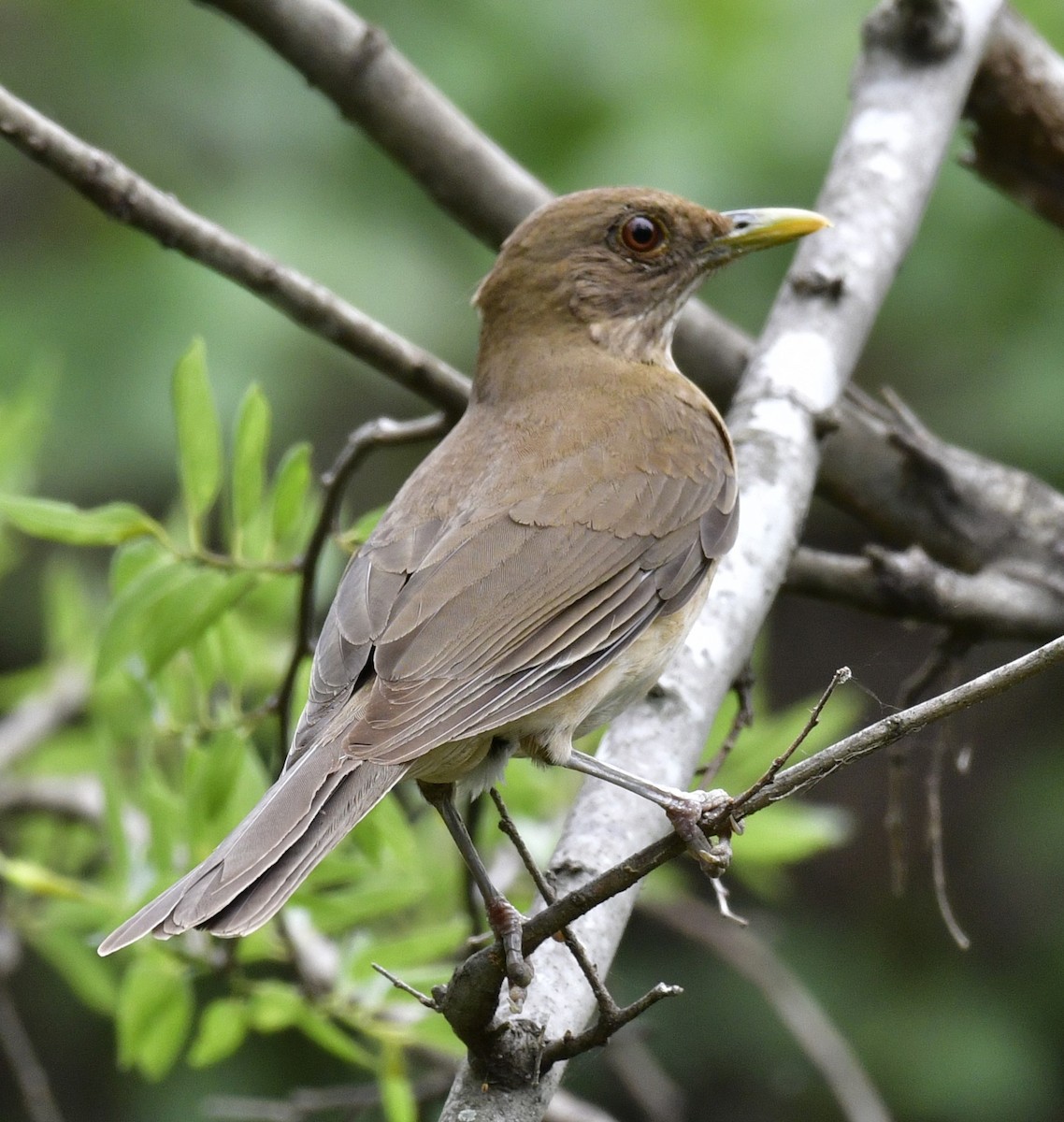 Clay-colored Thrush - ML620026182