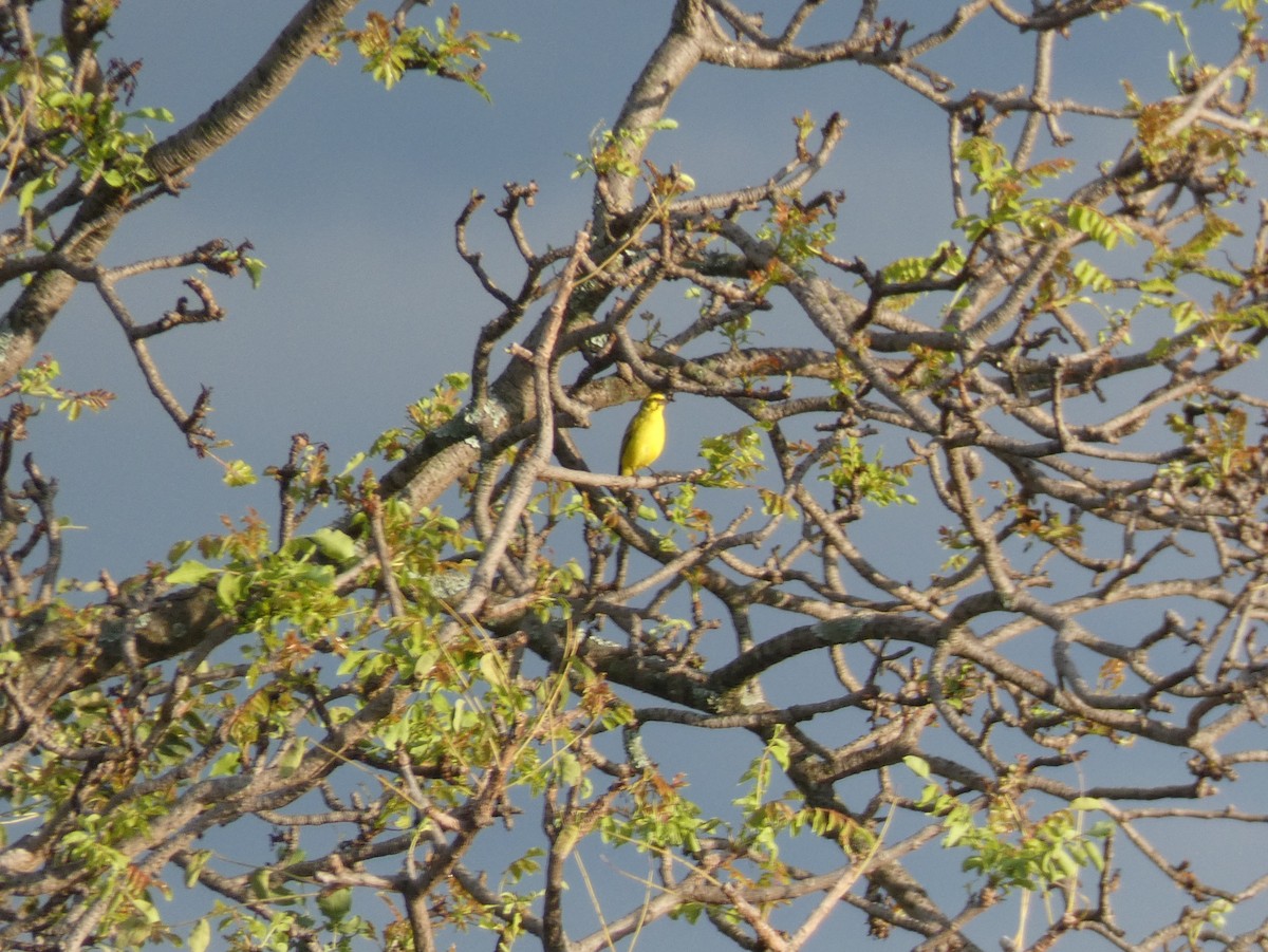 Yellow-fronted Canary - ML620026183