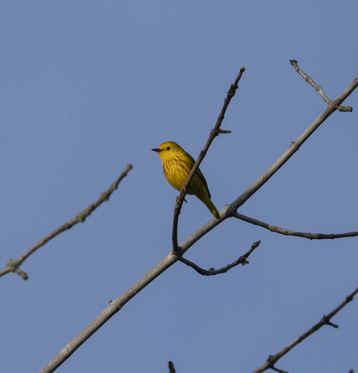 Yellow Warbler - ML620026209