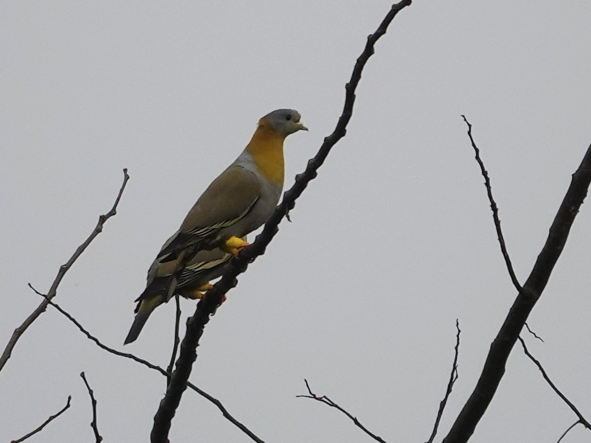Yellow-footed Green-Pigeon - ML620026210