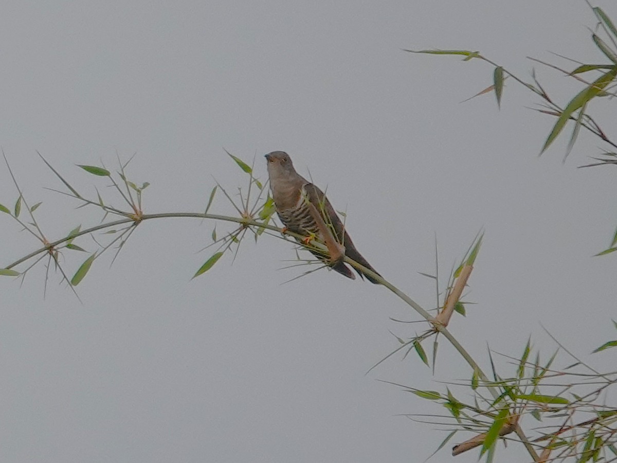 Indian Cuckoo - ML620026231