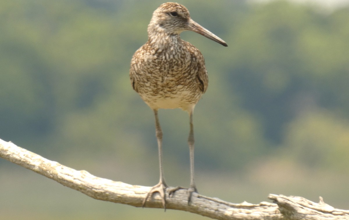 Willet - ML620026243