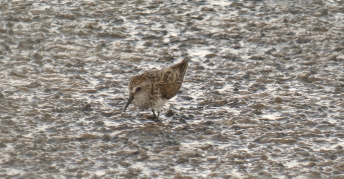 Dunlin - ML620026259