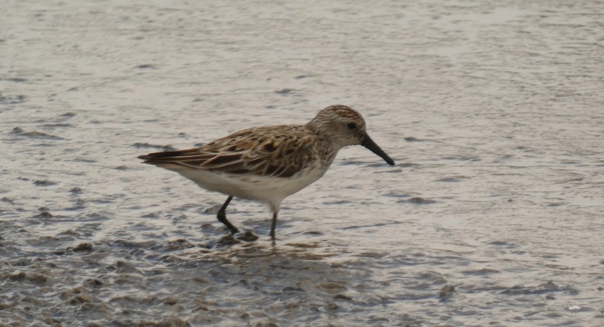 Least Sandpiper - ML620026261