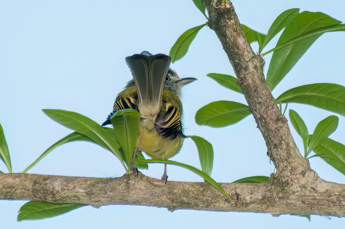 Yellow-olive Flatbill - ML620026262