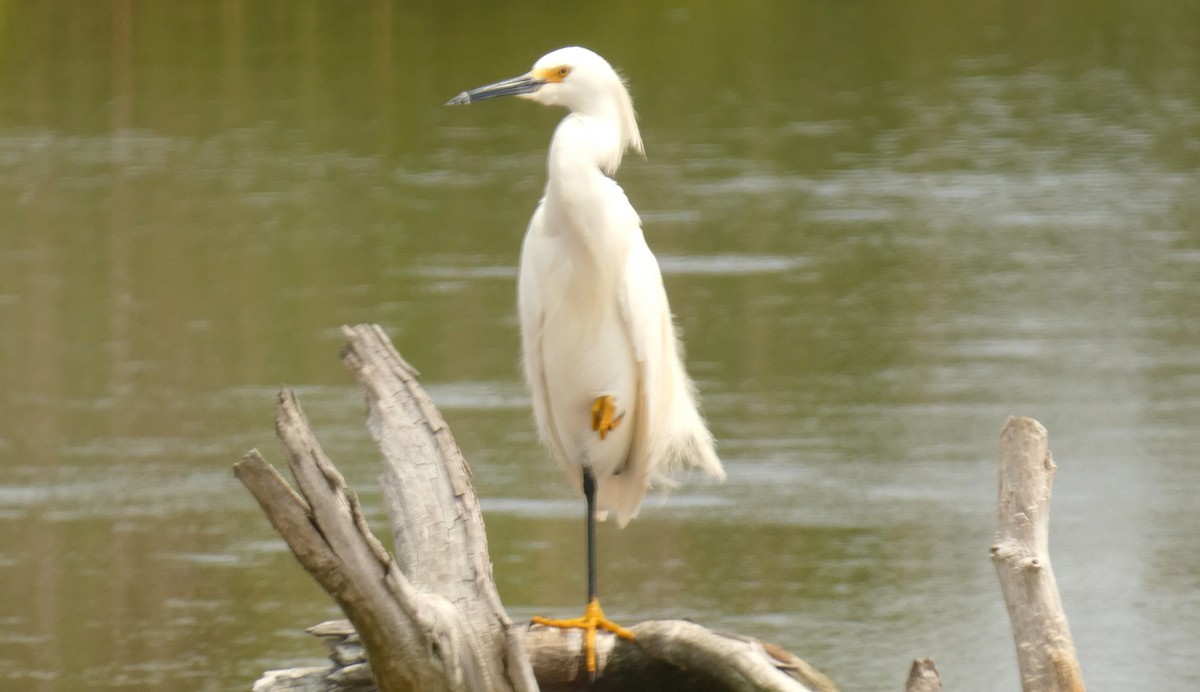 Snowy Egret - ML620026265