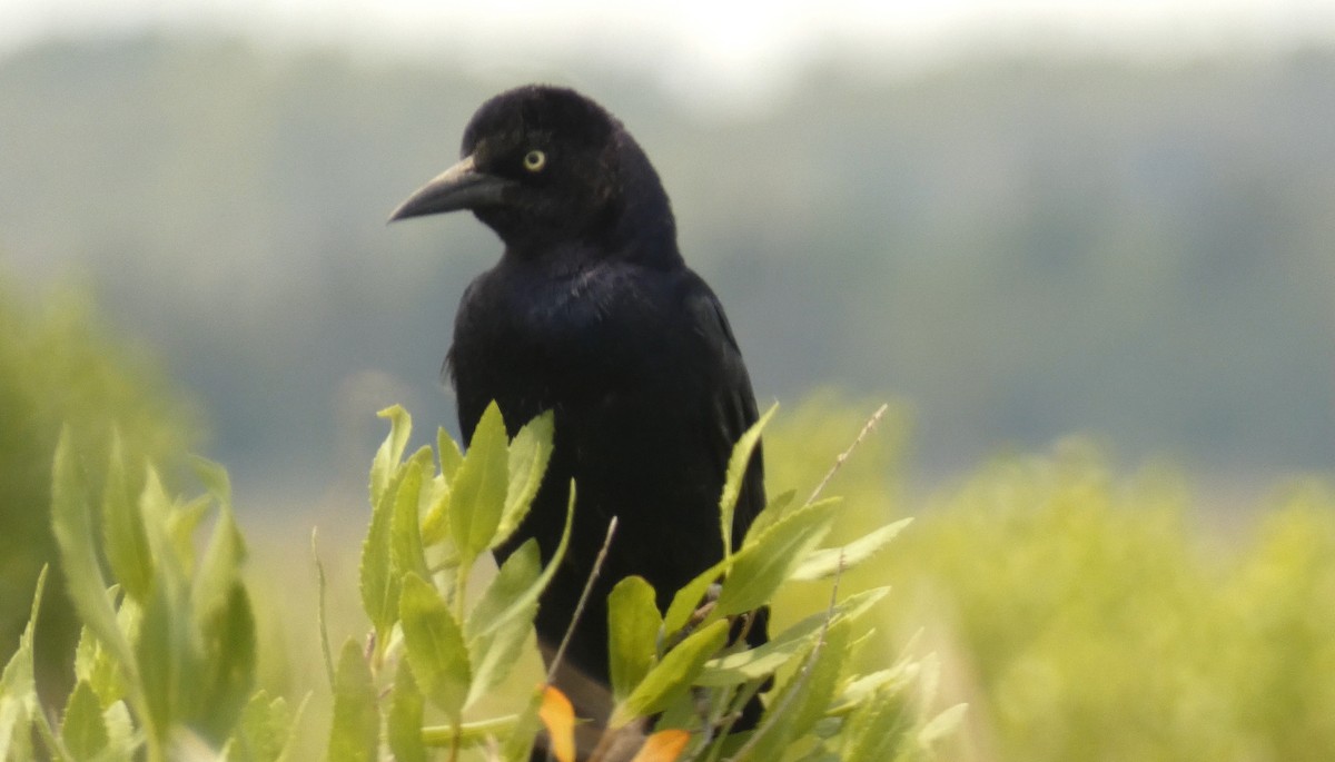 Boat-tailed Grackle - ML620026286