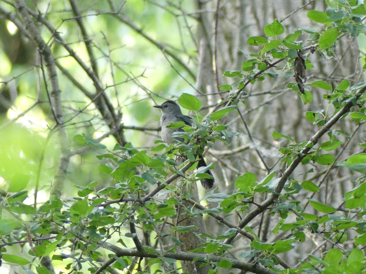 Gray Catbird - ML620026306