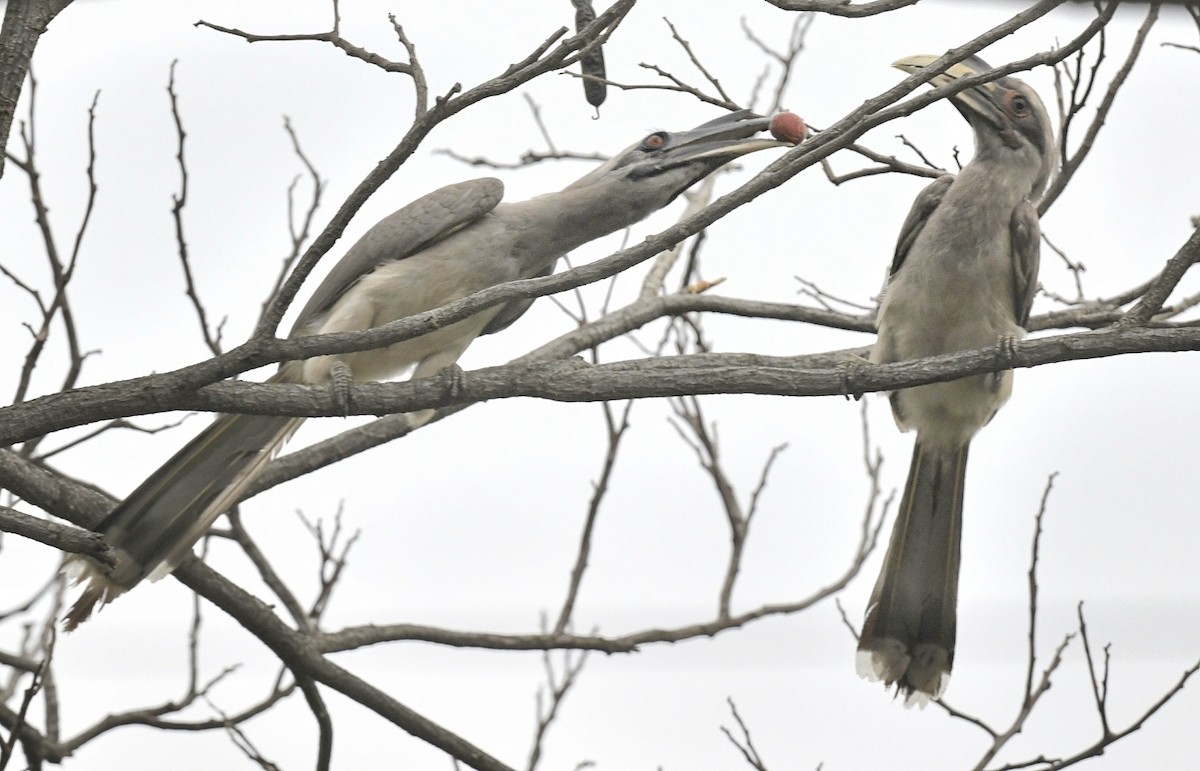 Indian Gray Hornbill - ML620026326