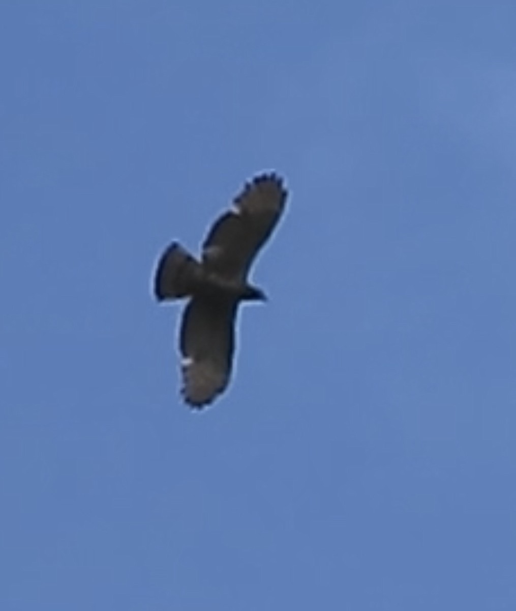 Oriental Honey-buzzard - ML620026341