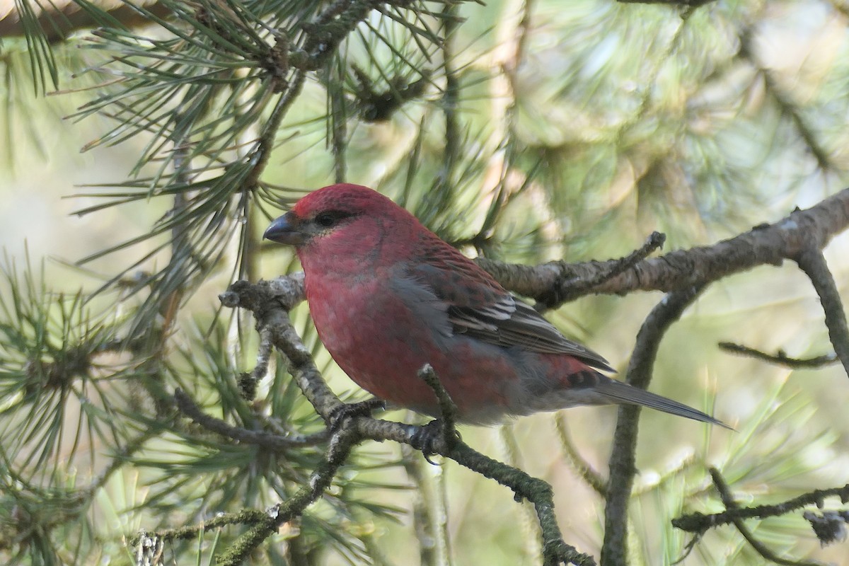 Pine Grosbeak (Eurasian) - ML620026342