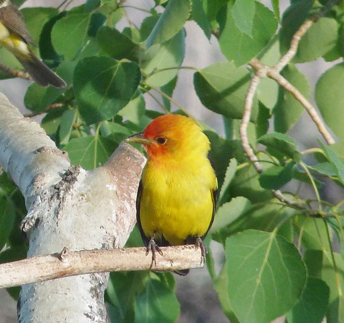 Western Tanager - ML620026370