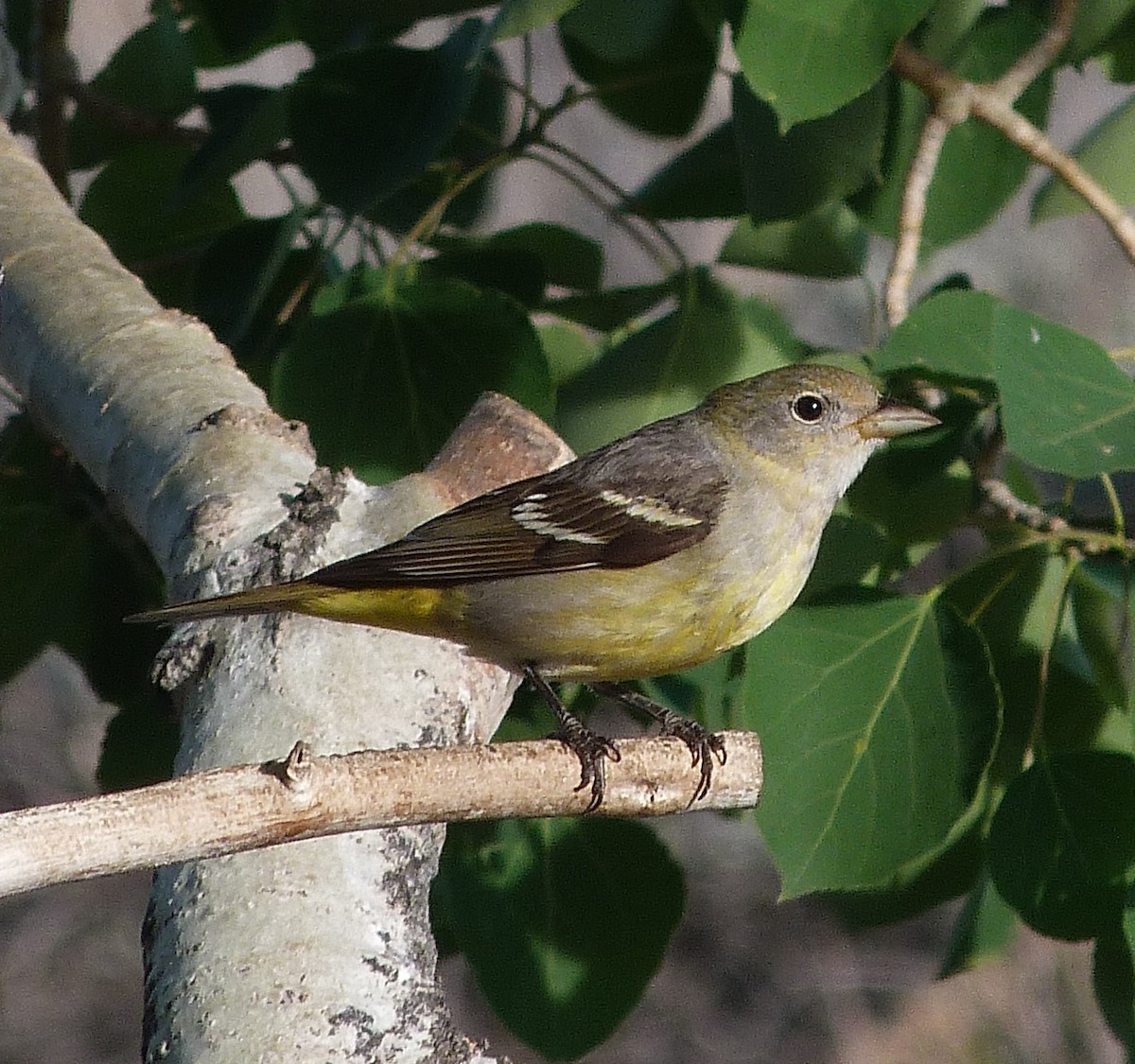 Western Tanager - ML620026377