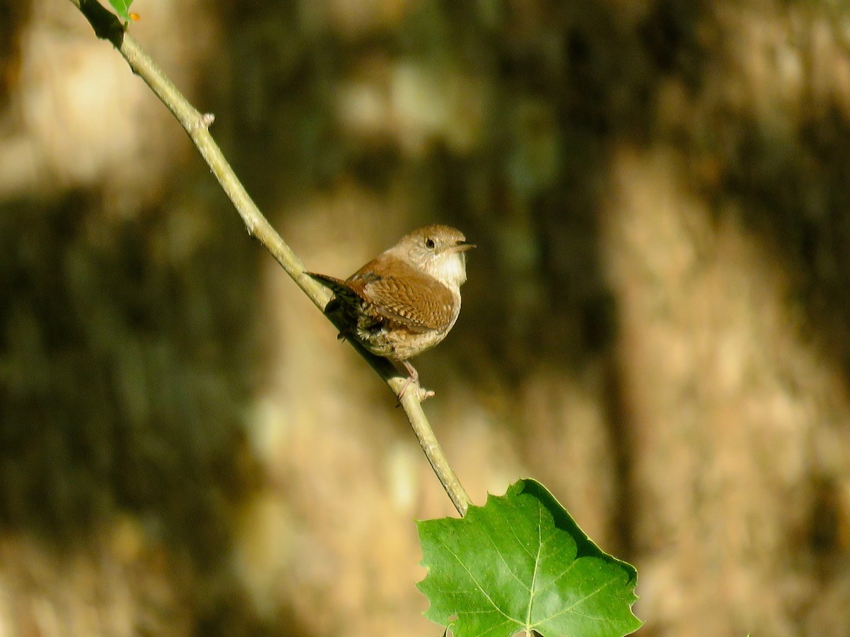 House Wren - michele ramsey