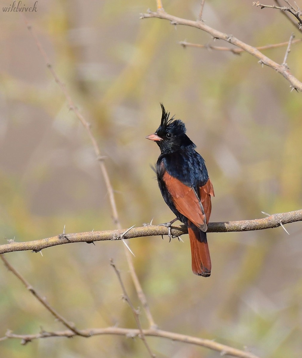 Crested Bunting - ML620026405