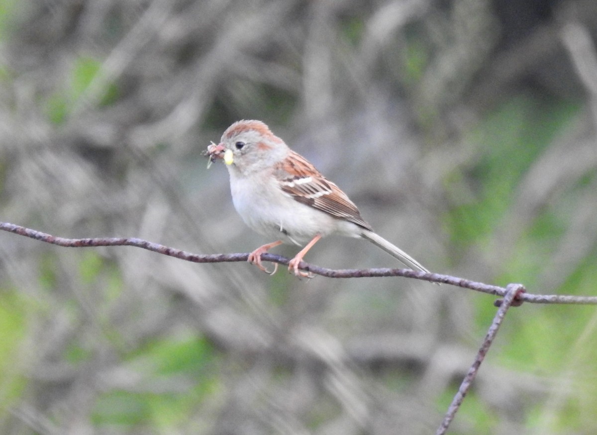 Field Sparrow - ML620026406