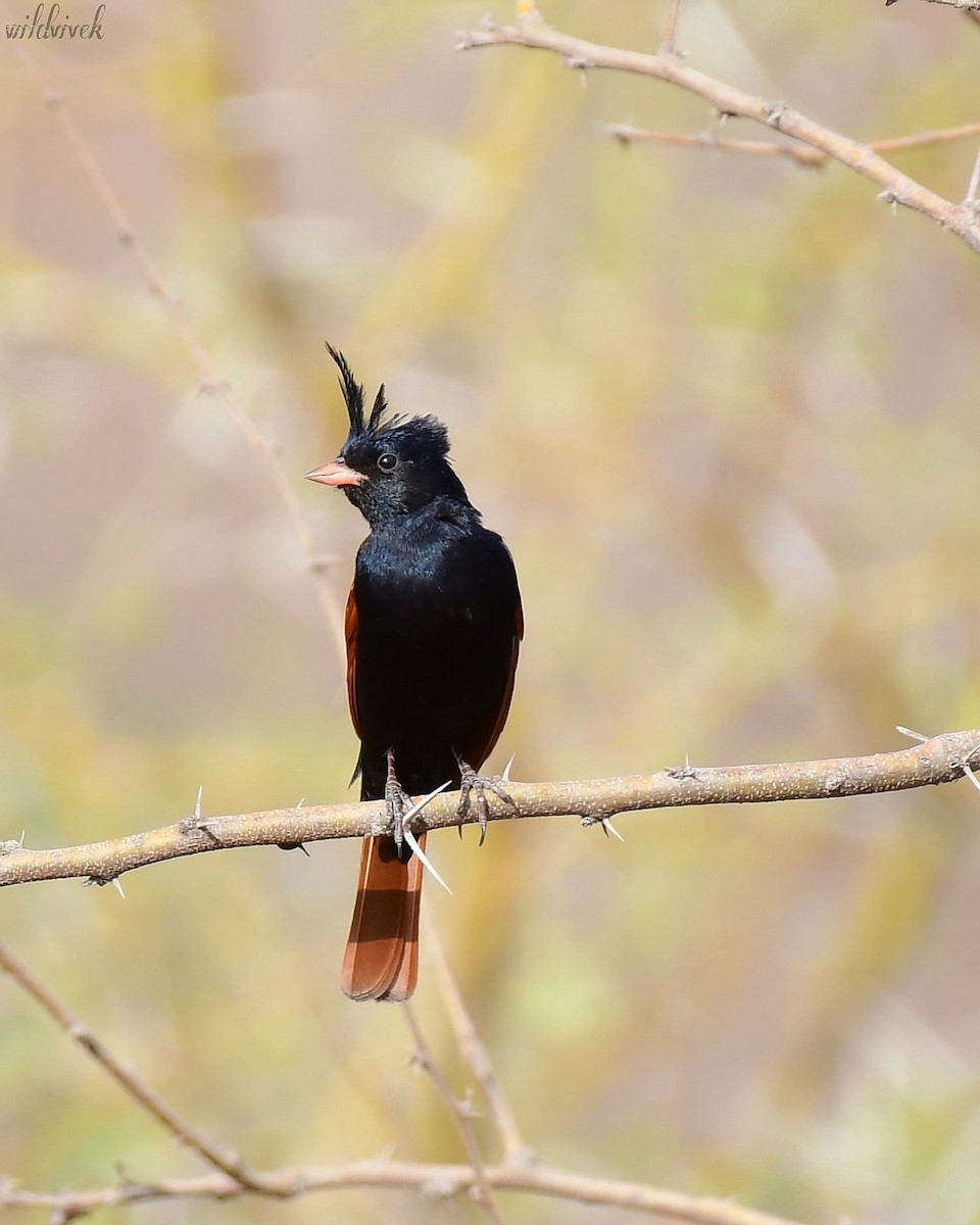 Crested Bunting - ML620026410