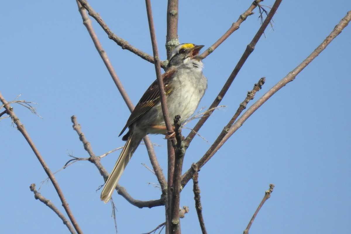 White-throated Sparrow - ML620026413