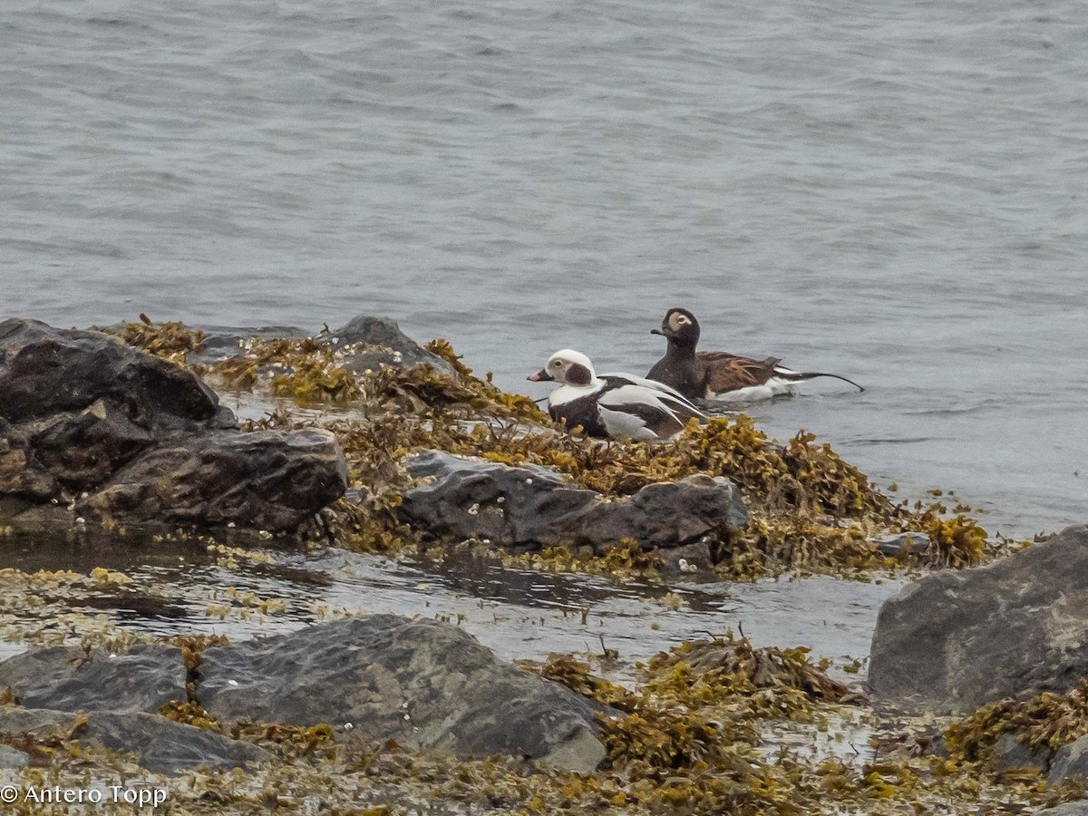 Long-tailed Duck - ML620026414