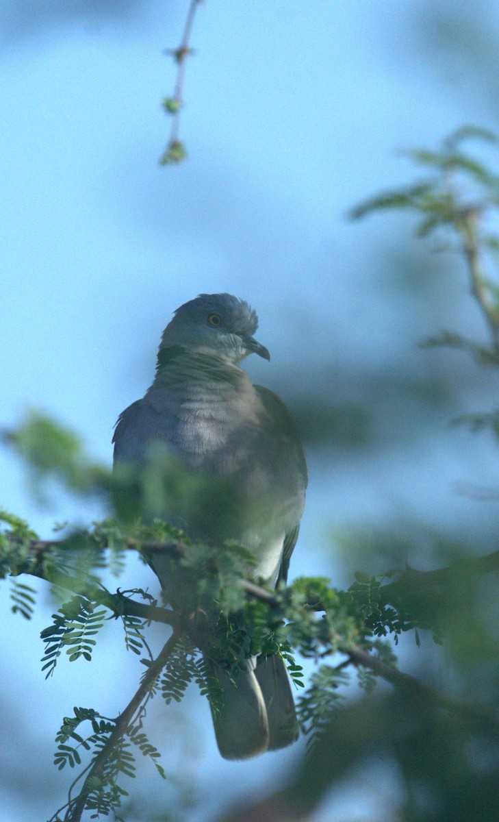 Mourning Collared-Dove - ML620026416