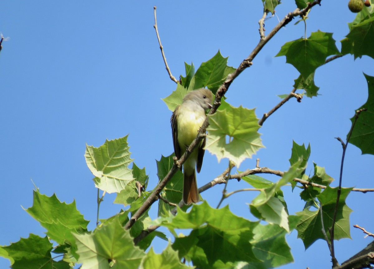 Great Crested Flycatcher - ML620026419