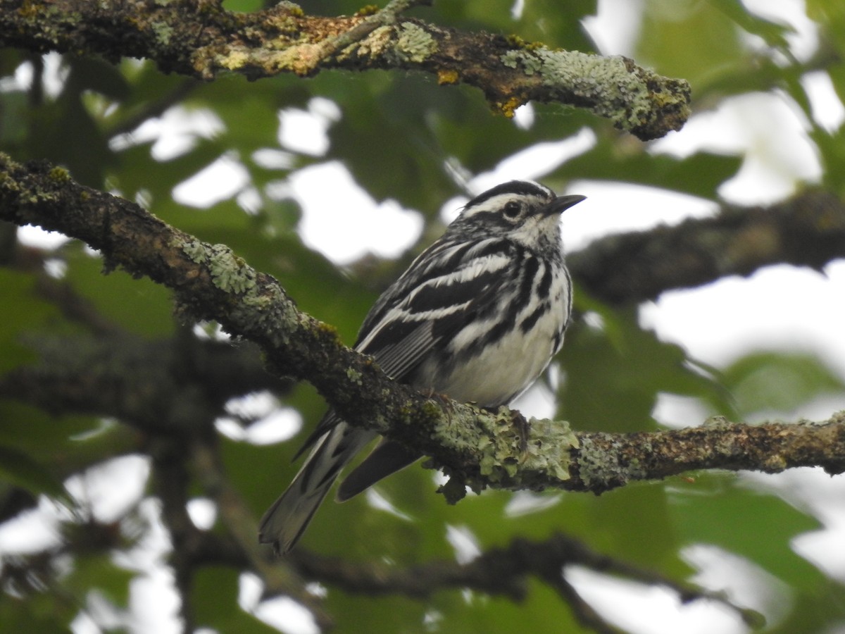 Black-and-white Warbler - ML620026423