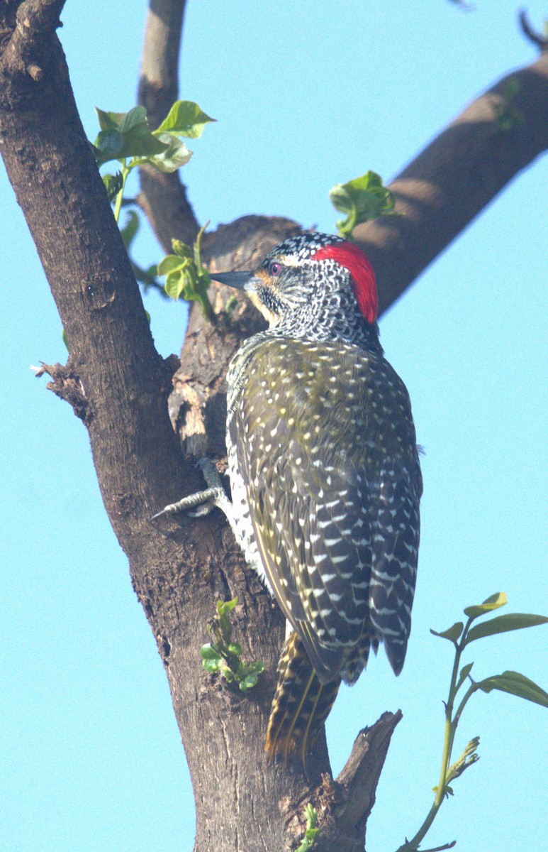 Nubian Woodpecker - ML620026425