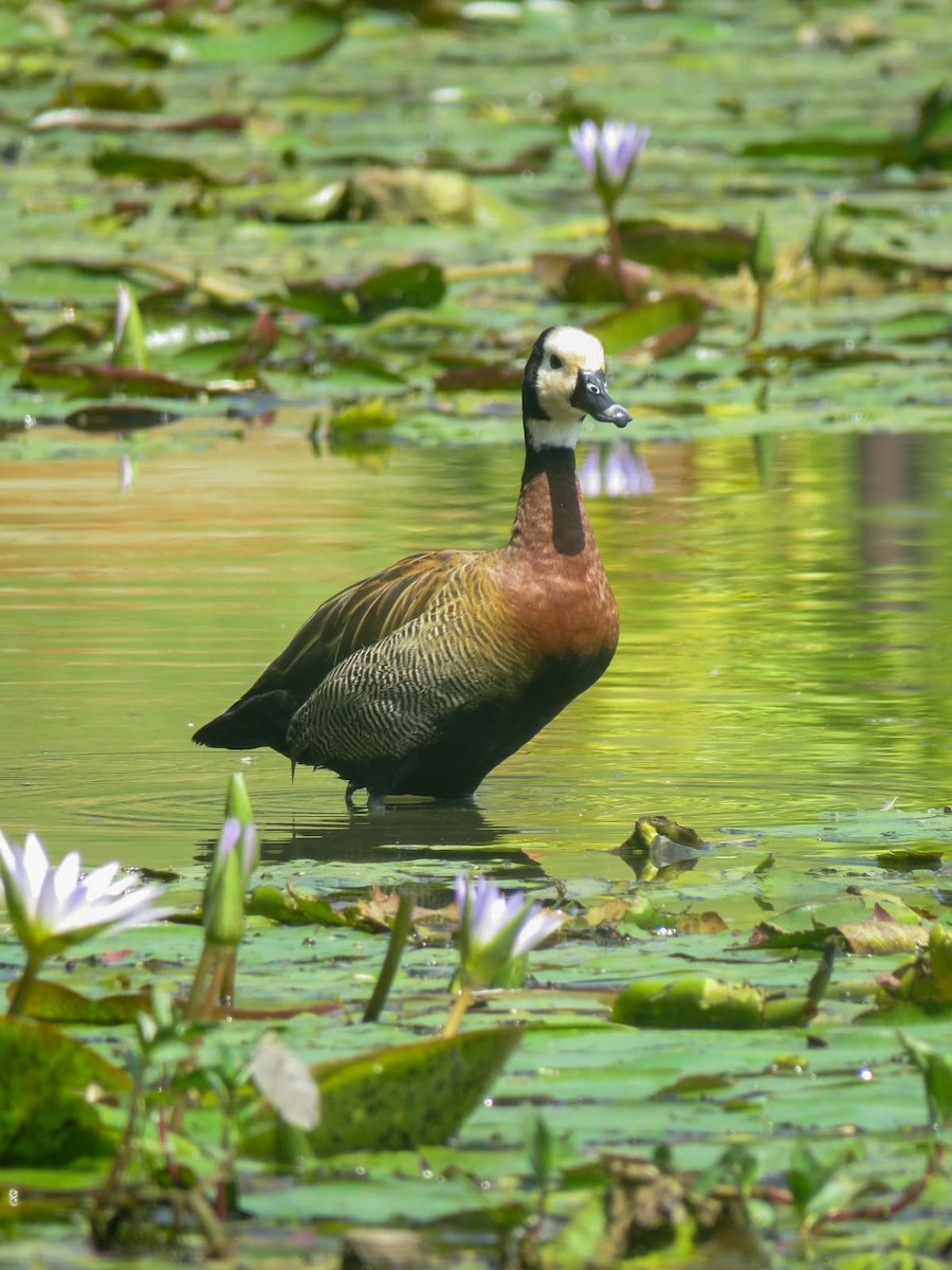 White-faced Whistling-Duck - ML620026444