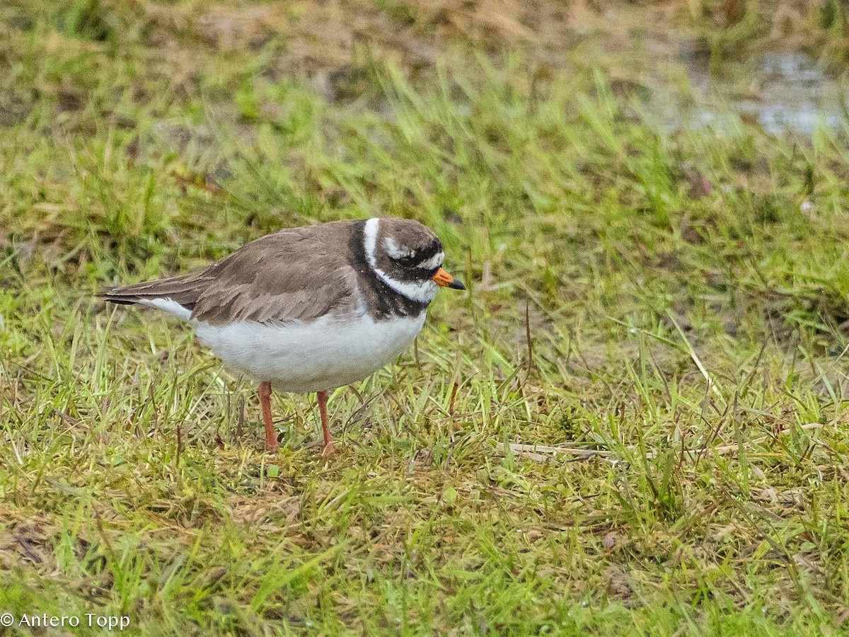 Common Ringed Plover - ML620026469