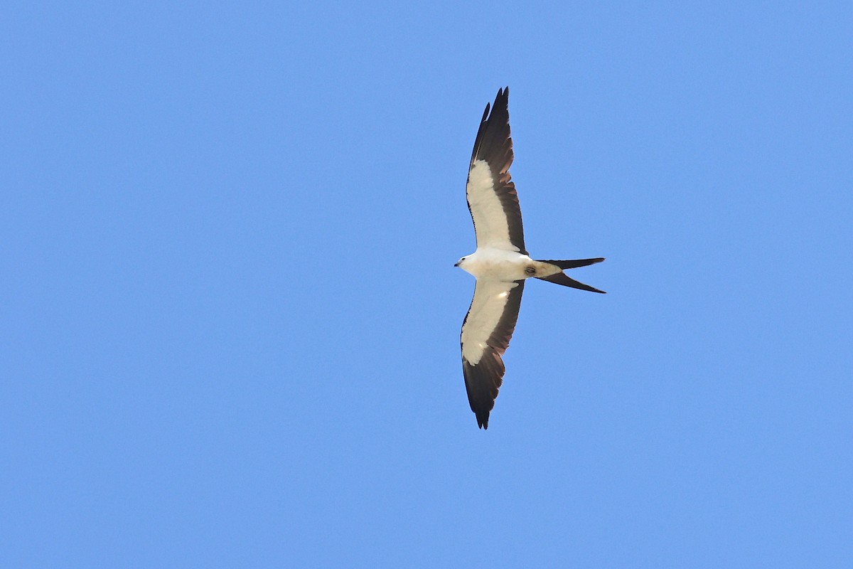 Swallow-tailed Kite - ML620026472