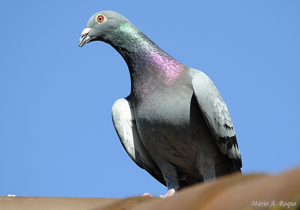 Rock Pigeon (Feral Pigeon) - ML620026473