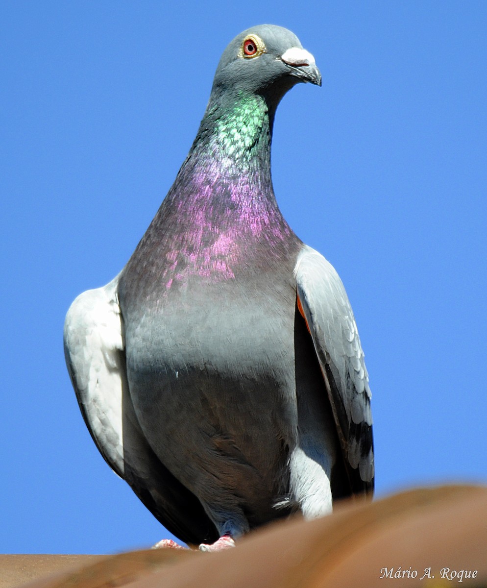 Pigeon biset (forme domestique) - ML620026474