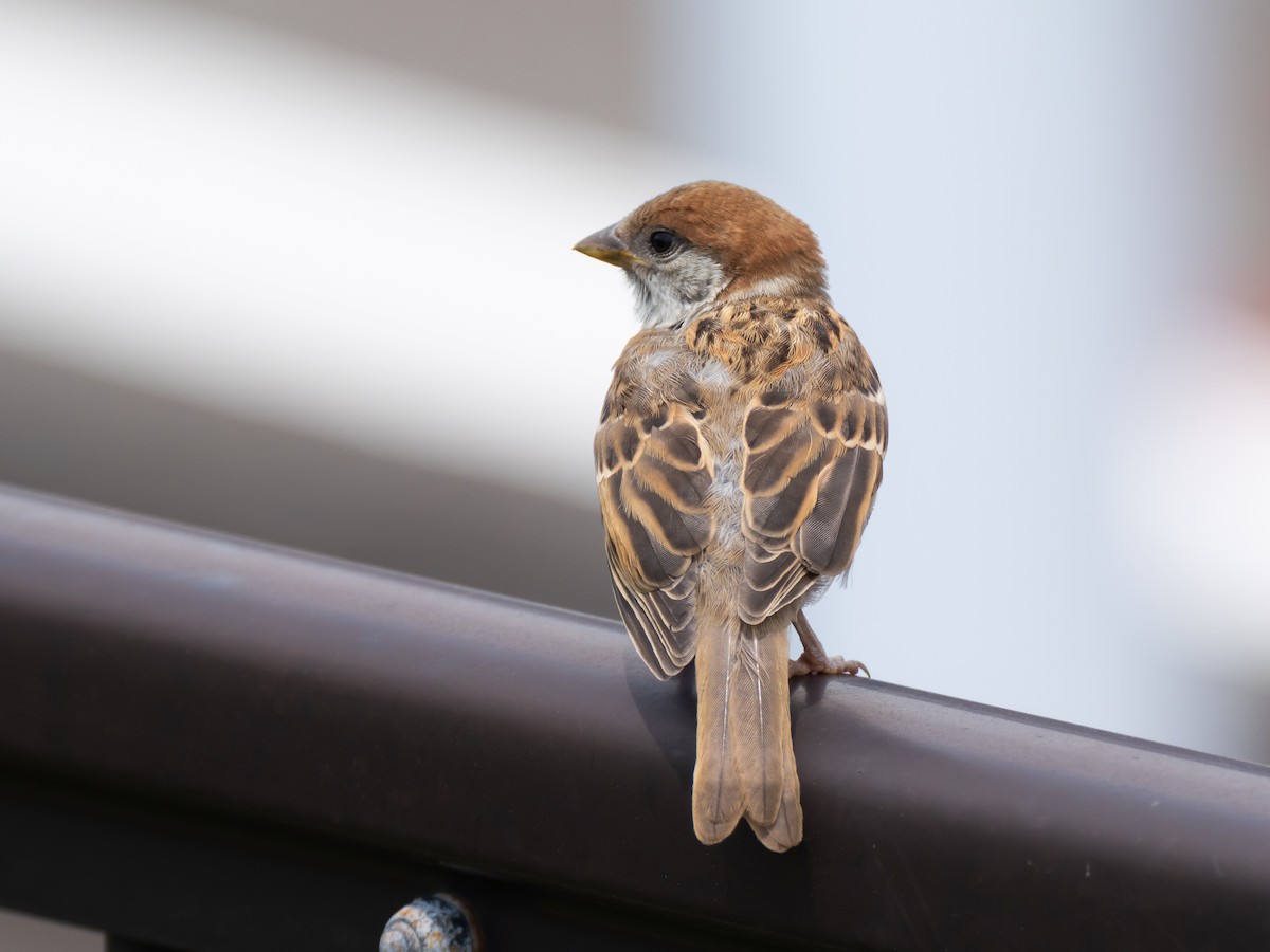 Eurasian Tree Sparrow - ML620026484