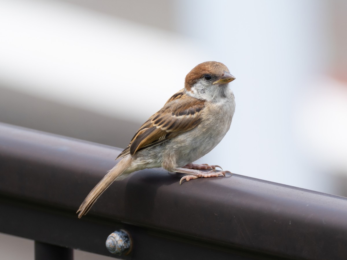 Eurasian Tree Sparrow - ML620026485