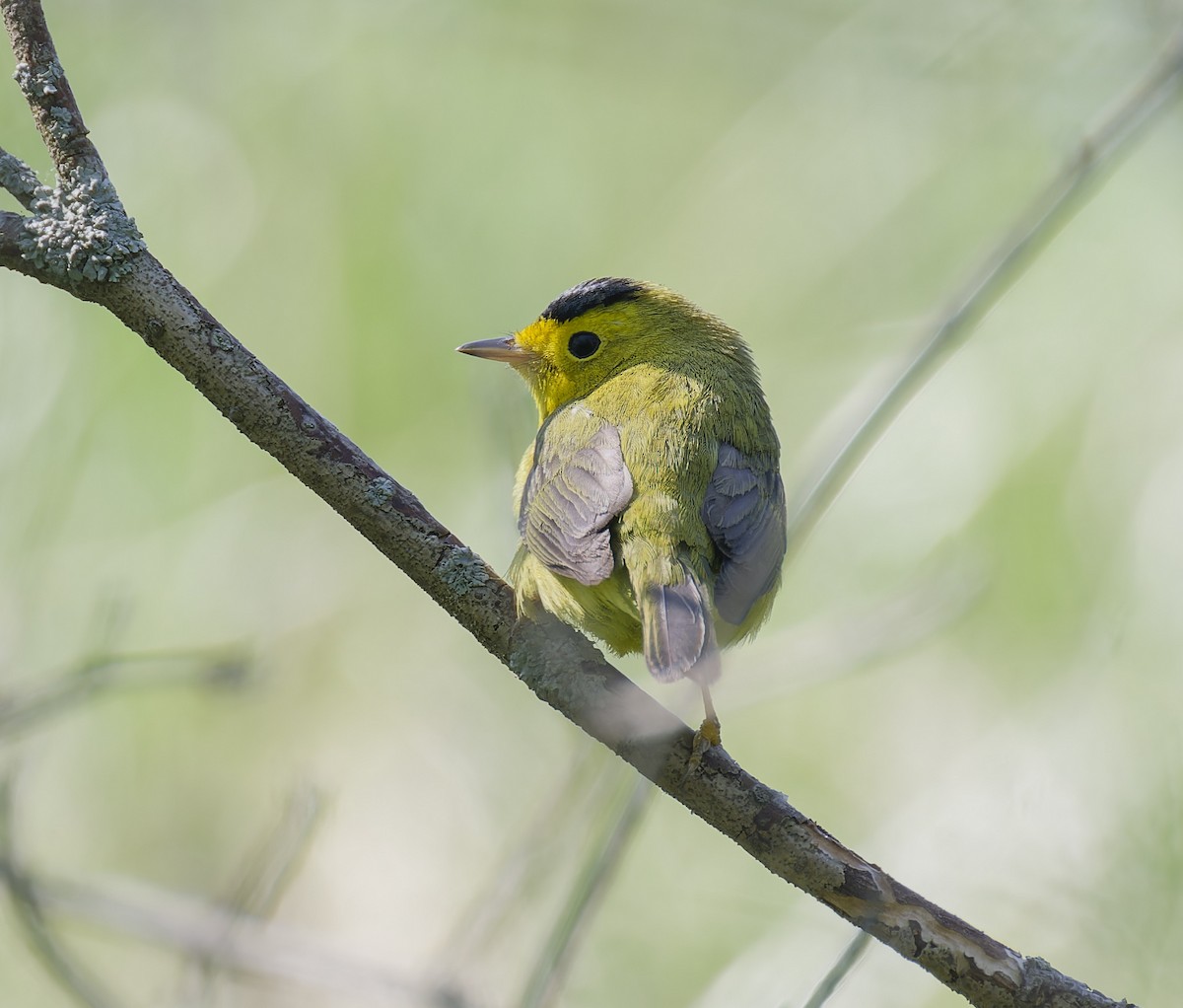 Wilson's Warbler - ML620026519