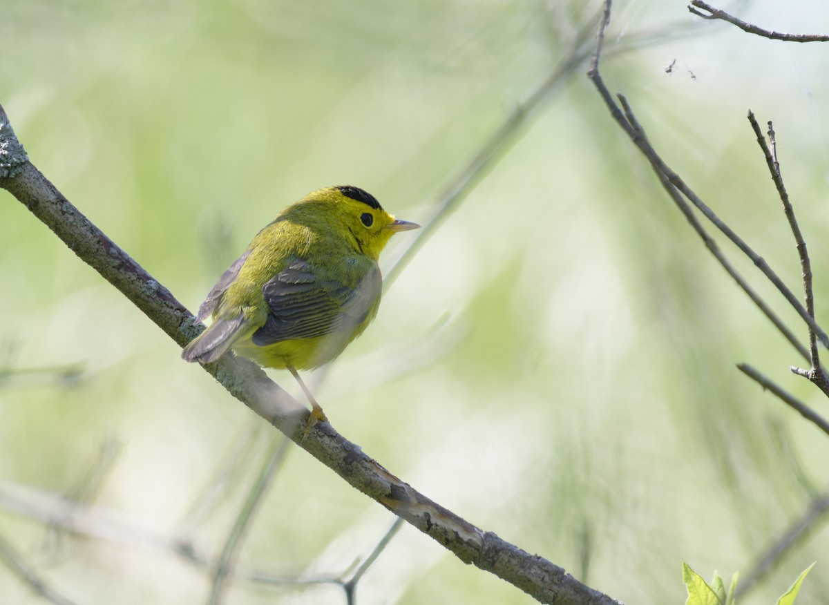 Wilson's Warbler - ML620026520