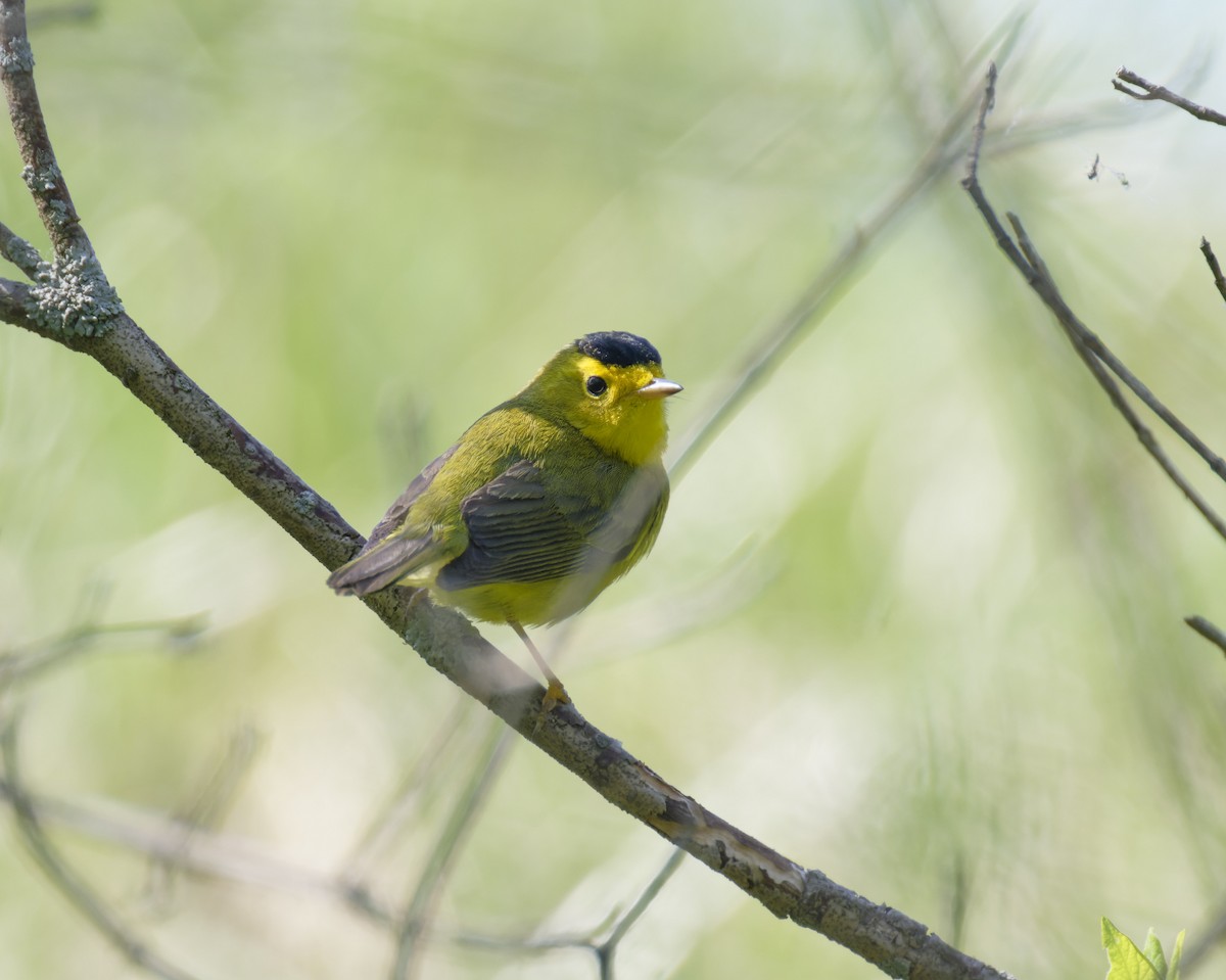 Wilson's Warbler - ML620026521