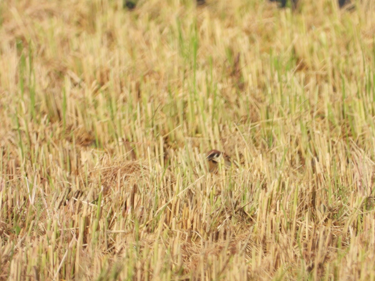 Eurasian Tree Sparrow - ML620026531