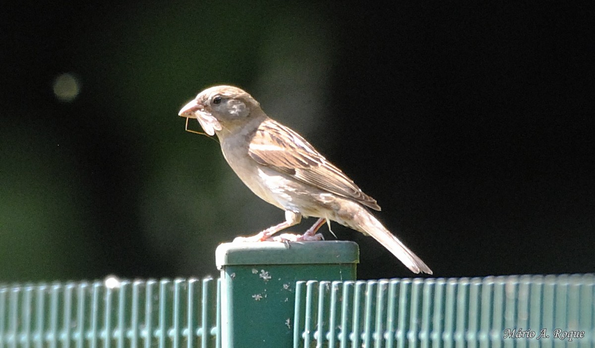 House Sparrow - ML620026570